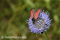Thymian-Widderchen (Zygaena purpuralis) auf Berg-Jasione (Jasione montana) (C339324) Thymian-Widderchen (Zygaena purpuralis) auf Berg-Jasione (Jasione montana) (C339324)