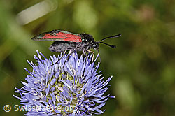 Thymian-Widderchen (Zygaena purpuralis) auf Berg-Jasione (Jasione montana) (C339325) Thymian-Widderchen (Zygaena purpuralis) auf Berg-Jasione (Jasione montana) (C339325)