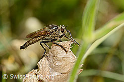 C339331: Schlichte Raubfliege (Machimus rusticus)