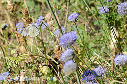Baumweissling (Aporia crataegi) an Berg-Jasione (Jasione montana) (C339339) Baumweissling (Aporia crataegi) an Berg-Jasione (Jasione montana) (C339339)