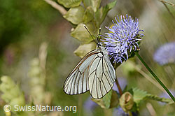 Baumweissling (Aporia crataegi) an Berg-Jasione (Jasione montana) (C339344) Baumweissling (Aporia crataegi) an Berg-Jasione (Jasione montana) (C339344)