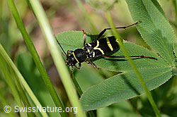 Gemeiner Widderbock (Clytus arietis) (C339346) Gemeiner Widderbock (Clytus arietis) (C339346)