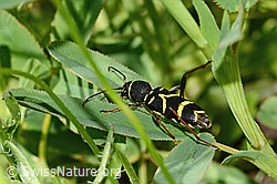 Gemeiner Widderbock (Clytus arietis) (C339347) Gemeiner Widderbock (Clytus arietis) (C339347)