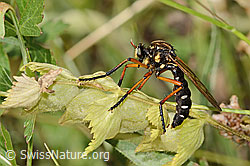 C339352: Kleine Wolfsfliege (Molobratia teutonus)