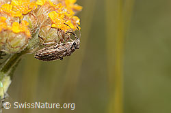 Ortholomus punctipennis (Bodenwanze) an Gelbe Schafgarbe (Achillea tomentosa)