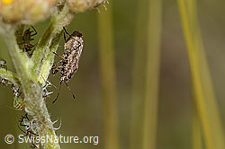 Ortholomus punctipennis (Bodenwanze) an Gelbe Schafgarbe (Achillea tomentosa) (C339373)