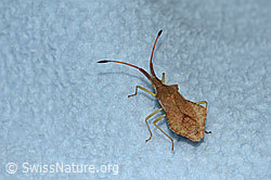 Foto: Rhombenwanze (Syromastus rhombeus)