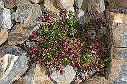 Zweiblütiger Steinbrech (Saxifraga biflora) (C342738) Zweiblütiger Steinbrech (Saxifraga biflora) (C342738)