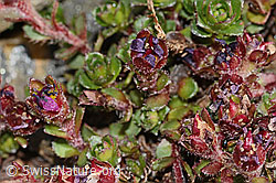 Zweiblütiger Steinbrech (Saxifraga biflora) (C342742) Zweiblütiger Steinbrech (Saxifraga biflora) (C342742)