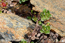 Zweiblütiger Steinbrech (Saxifraga biflora) (C342746) Zweiblütiger Steinbrech (Saxifraga biflora) (C342746)