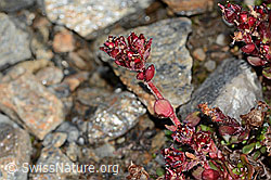 Zweiblütiger Steinbrech (Saxifraga biflora) (C342748) Zweiblütiger Steinbrech (Saxifraga biflora) (C342748)
