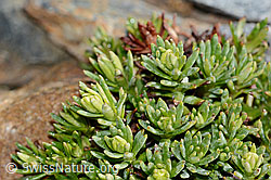 Bewimperter Steinbrech (Saxifraga aizoides) (C342750)