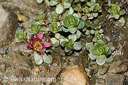 Zweiblütiger Steinbrech (Saxifraga biflora) (C342778) Zweiblütiger Steinbrech (Saxifraga biflora) (C342778)