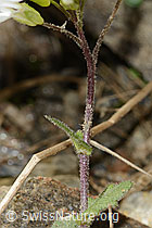Alpen-Gänsekresse (Arabis alpina) (C342785) Alpen-Gänsekresse (Arabis alpina) (C342785)