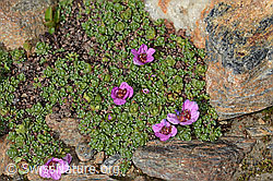 Gegenblättriger Steinbrech (Saxifraga oppositifolia) (C342808)