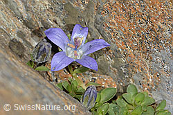 Mont Cenis-Glockenblume (Campanula cenisia) (07.2025, C342821)