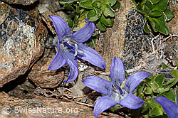 Mont Cenis-Glockenblume (Campanula cenisia) (C342837)