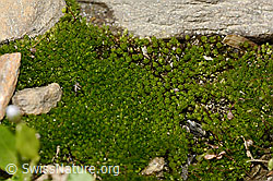Haar-Birnmoos (Bryum capillare) (C342880) Haar-Birnmoos (Bryum capillare) (C342880)