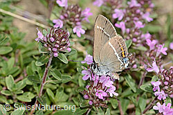 Foto: Kreuzdorn-Zipfelfalter (Satyrium spini) auf Frühblühendem Thymian (Thymus praecox ssp. praecox)
