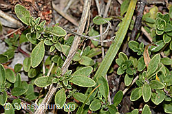 Foto: Frühblühender Thymian (Thymus praecox ssp. praecox)