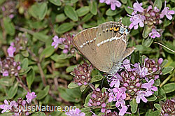 C344324: Kreuzdorn-Zipfelfalter (Satyrium spini) auf Frühblühendem Thymian (Thymus praecox ssp. praecox)