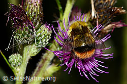 Wiesenhummel (Bombus pratorum) an Sumpf-Kratzdistel (Cirsium palustre) (25.07.2025, C346441)