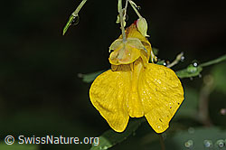 Foto: Wald-Springkraut (Impatiens noli-tangere)