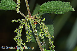Grosse Brennnessel (Urtica diocia) (25.07.2025, C346535)