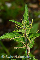 Grosse Brennnessel (Urtica diocia) (25.07.2025, C346554)