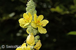 C353073: Grossblütige Königskerze (Verbascum densiflorum)