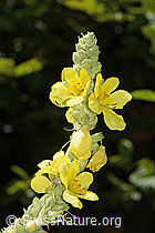 C353075: Grossblütige Königskerze (Verbascum densiflorum)