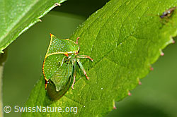 Neu in SwissNature.org: Büffelzikade (Stictocephala bisonia)