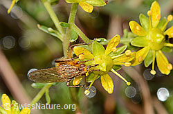 Gelbe Dungfliege (Scathophaga stercoraria) auf Bewimpertem Steinbrech (Saxifraga aizoides) (C353729) Gelbe Dungfliege (Scathophaga stercoraria) auf Bewimpertem Steinbrech (Saxifraga aizoides) (C353729)