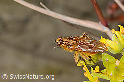 Gelbe Dungfliege (Scathophaga stercoraria) auf Bewimpertem Steinbrech (Saxifraga aizoides) (C353747) Gelbe Dungfliege (Scathophaga stercoraria) auf Bewimpertem Steinbrech (Saxifraga aizoides) (C353747)