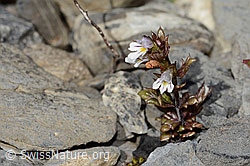 Zwerg-Augentrost (Euphrasia minima) (08.2025, C353763)