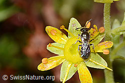 C353864: Weissbeinige Schmalbiene (Lasioglossum albipes) auf Bewimpertem Steinbrech (Saxifraga aizoides)