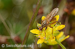 Gelbe Dungfliege (Scathophaga stercoraria) auf Bewimpertem Steinbrech (Saxifraga aizoides) (C353881) Gelbe Dungfliege (Scathophaga stercoraria) auf Bewimpertem Steinbrech (Saxifraga aizoides) (C353881)
