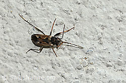 Neu in SwissNature.org: Gemeine Bodenwanze (Rhyparochromus vulgaris)