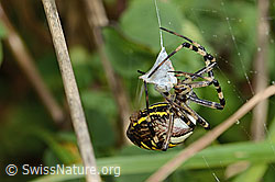 C354045: Wespenspinne  (Argiope bruennichi)