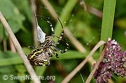C354046: Wespenspinne  (Argiope bruennichi)