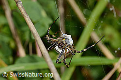 C354047: Wespenspinne  (Argiope bruennichi)
