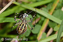 C354048: Wespenspinne  (Argiope bruennichi)