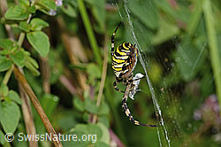 C354049: Wespenspinne  (Argiope bruennichi)