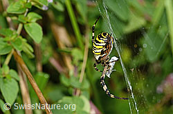 C354050: Wespenspinne  (Argiope bruennichi)