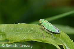 C354057: Binsenschmuckzikade (Cicadella viridis)