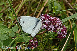 Rapsweissling (Pieris napi) auf Echtem Dost (Origanum vulgare) (C354068) Rapsweissling (Pieris napi) auf Echtem Dost (Origanum vulgare) (C354068)