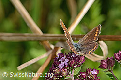 Hauhechelbläuling (Polyommatus icarus) auf Echtem Dost (Origanum vulgare) (C354084) Hauhechelbläuling (Polyommatus icarus) auf Echtem Dost (Origanum vulgare) (C354084)