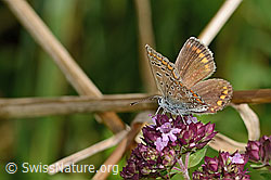 Hauhechelbläuling (Polyommatus icarus) auf Echtem Dost (Origanum vulgare) (C354086) Hauhechelbläuling (Polyommatus icarus) auf Echtem Dost (Origanum vulgare) (C354086)