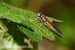 C355624: Dungwaffenfliege (Sargus bipunctatus)