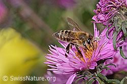 Apis mellifera on Aster novae-angliae (C355632) Apis mellifera on Aster novae-angliae (C355632)